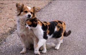 Hepsiburada’dan sokak hayvanlarına destek